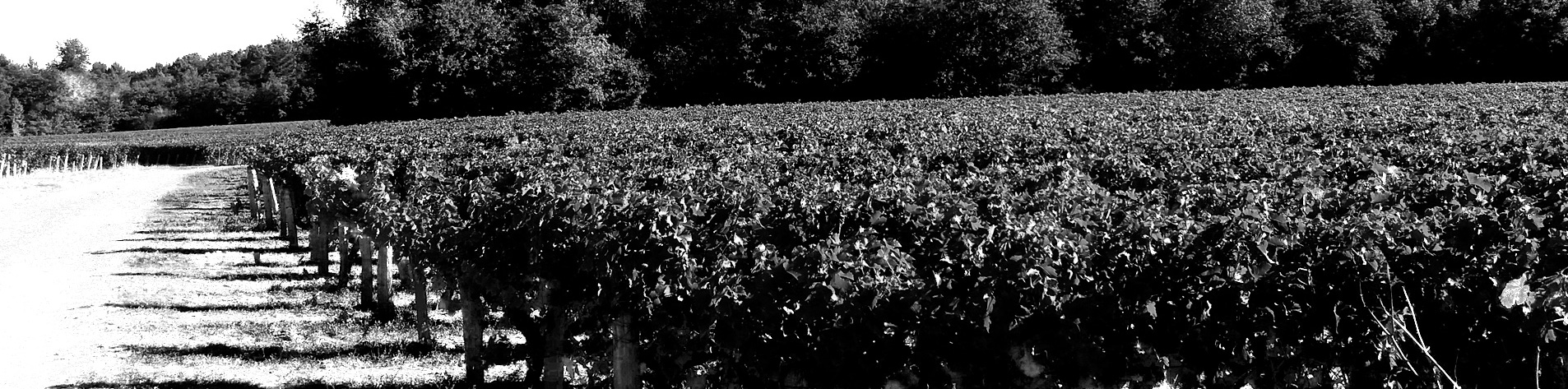Un fleuve, des vignerons